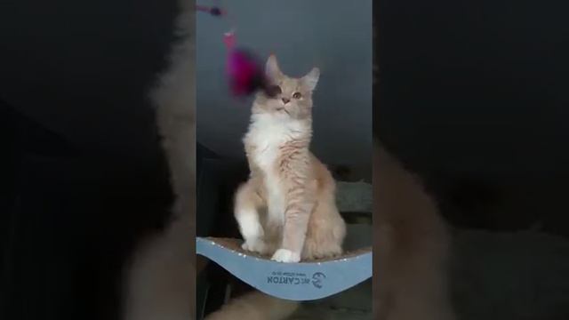 Е-3-кот, е 03 - 7 месяцев- . Мейн кун котенок смотреть онлайн