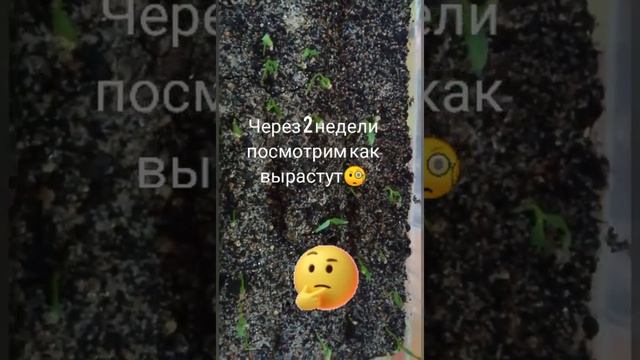 ЯГОДЫ ГОДЖИ ИЗ СЕМЯН. ДЕРЕЗА ОБЫКНОВЕННАЯ КРАСНЫЙ АЛМАЗ смотреть онлайн