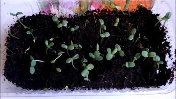 ЦИНИЯ СЕЕМ СЕМЕНА НА РАССАДУ