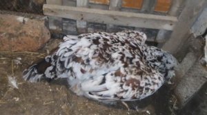 Орловская порода кур. :::И  снова в Эфире :::