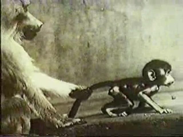 Физиология. Физиология мотиваций и эмоций