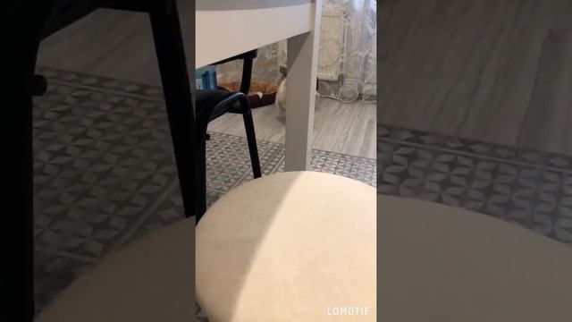 Французский бульдог пробежка смотреть онлайн