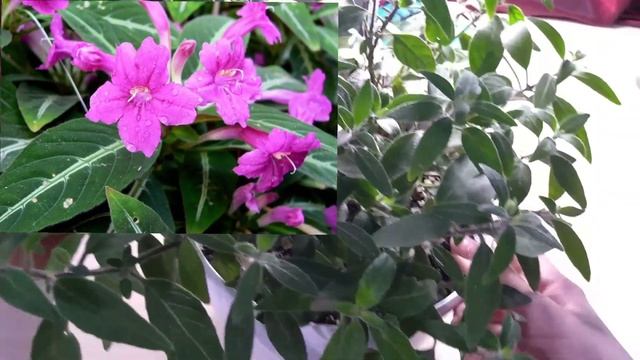 Руэллия??, знакомство, уход, размножение...