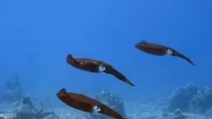 Aquarium 4K (VIDEO ULTRA HD) - Beautiful Coral Reef Fish - Sleep Relaxing Meditation Music #1