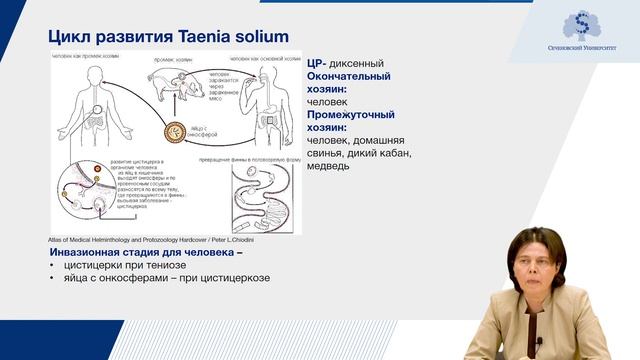 Плоские черви. Ленточные черви.