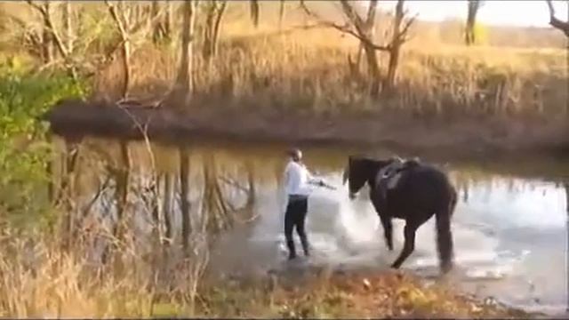 Лошадь впервые увидела реку. Horse River смотреть онлайн