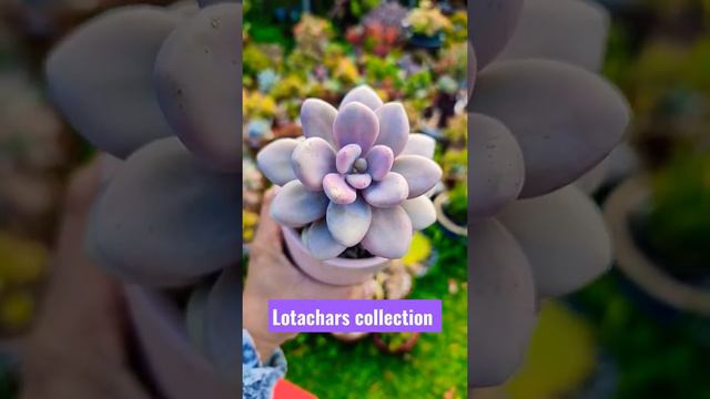 GRAPTOPETALUM AMETHYSTINUM AKA LAVENDER PEBBLES #COLLECTION #SUCCULENT #LOTACHARS #PLANTS смотреть онлайн