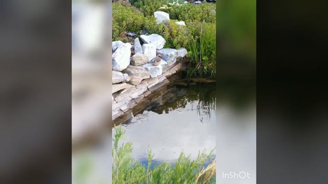 Жизнь в саду. смотреть онлайн