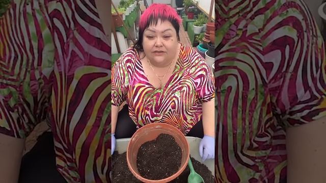 купили рассаду петуний и что делать. часть 1