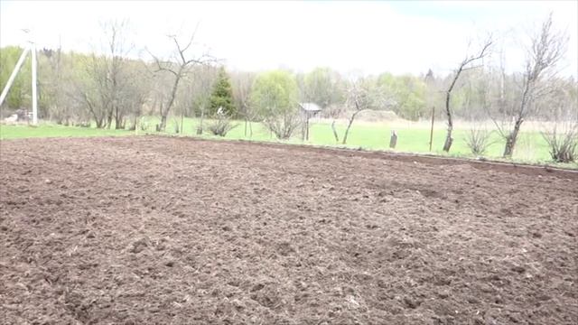 Посадка картошки мотоблоком Салют-100 Honda смотреть онлайн