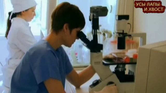 Клещи высасывали из собаки жизнь смотреть онлайн