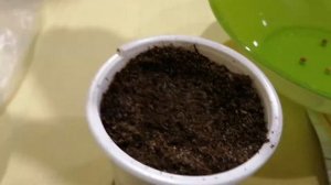 Сею семена Нолины (бутылочное дерево). Мой эксперимент. Часть 1.