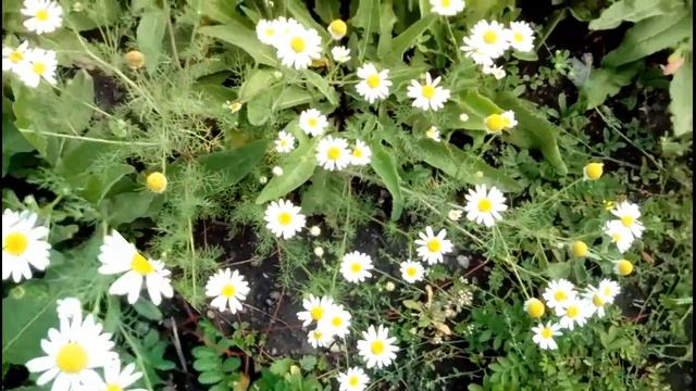 Август.Утро. Ромашки. Петухи. смотреть онлайн