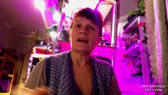 Размножение бегоний методом черенкования в вермикулите. 4 декабря 2021. смотреть онлайн