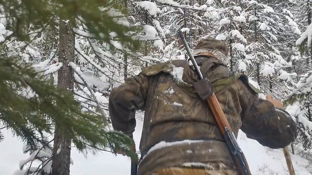 Охота на соболя с лайкой в Сибири. сезон 2022.