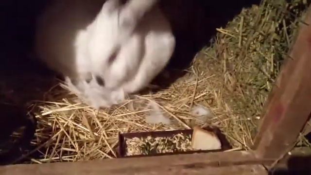 Дали второй шанс крольчихе. смотреть онлайн