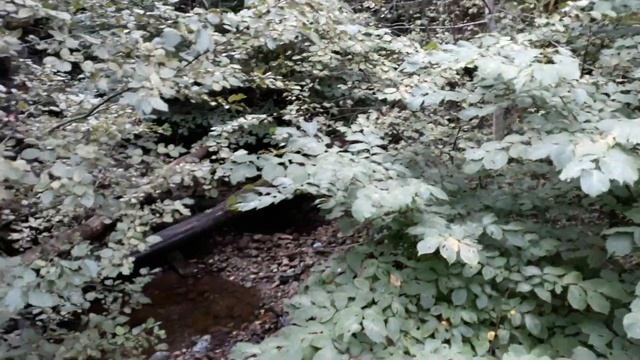 Водопад Валасте . 20.08.21. смотреть онлайн