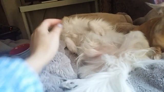 Extremely jealous chihuahua wants all the attention смотреть онлайн