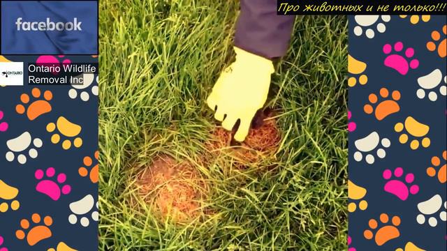 Если вы увидели это пятно посреди лужайки, уходите оттуда как можно быстрее! смотреть онлайн