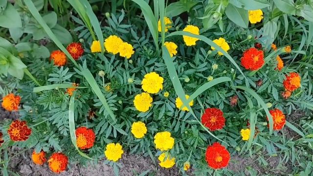 Многодеточка Блаженная все подробности монетизирует Десять рук у гидры А удочки нет смотреть онлайн