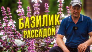 самый простой способ выращивания базилика - это посадить его рассадой