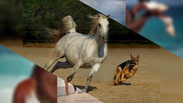 Самый красивый лошадь 🐎 смотреть онлайн