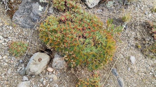 Байкал, остров Ольхон. Растения на мысе Хобой. смотреть онлайн