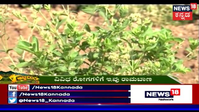 ಅನ್ನದಾತ | Are You Farmer? Want To Grow Medicine Plants In Your Farm? смотреть онлайн