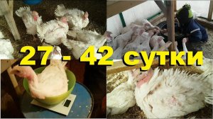 Индюшата с 27 по 42 день. Выращивание и содержание в теплице