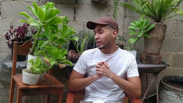 SUCULENTA GIGANTE Echeveria Pallida cuidados, iluminación, riego | Dandelion #suculenta #jardinería смотреть онлайн