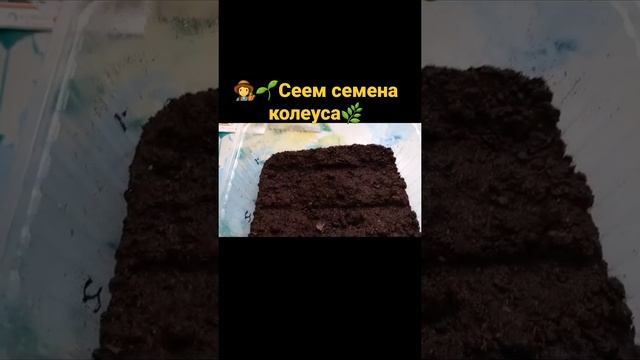 ???Сеем семена колеуса? #сеемколеус #колеус #рекомендации #цветыунатальи смотреть онлайн