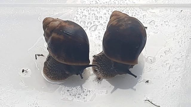 як виростити великого равлика? #ахатина # ahatina_pets #архахатины #улитка #snail #равлик