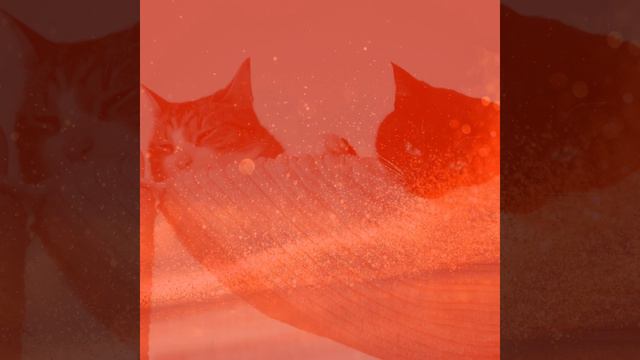 Созерцая (Милые кошки) смотреть онлайн