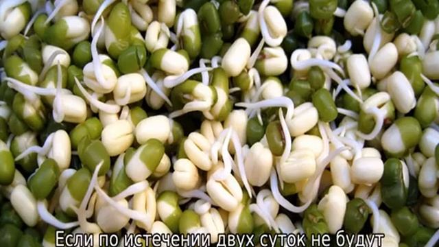 Как прорастить горох для посадки смотреть онлайн