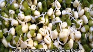 Как прорастить горох для посадки