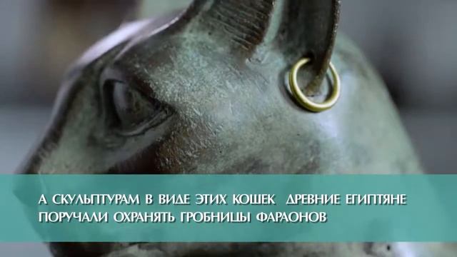 Каракал, степная рысь смотреть онлайн