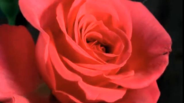 Chingon - Malaguena Salerosa