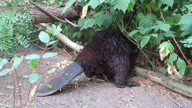 2 бобра строят плотину, 1 минута и толстая ветка прогрызана.mp4 смотреть онлайн