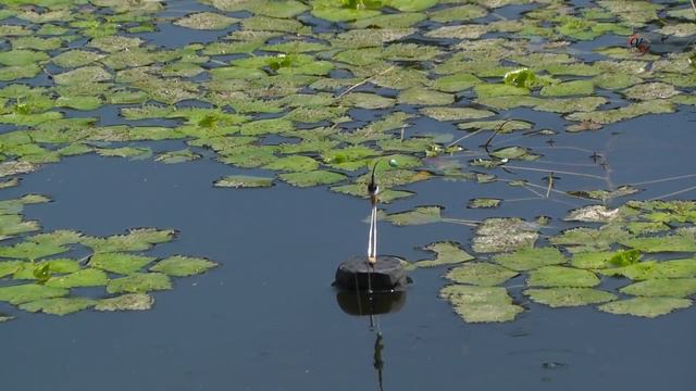 Мой Поплавок с Кивком собственной конструкции _ЦАПЛЯ_, Схема Fishing angeln la pesca câu cá рыбалка смотреть онлайн