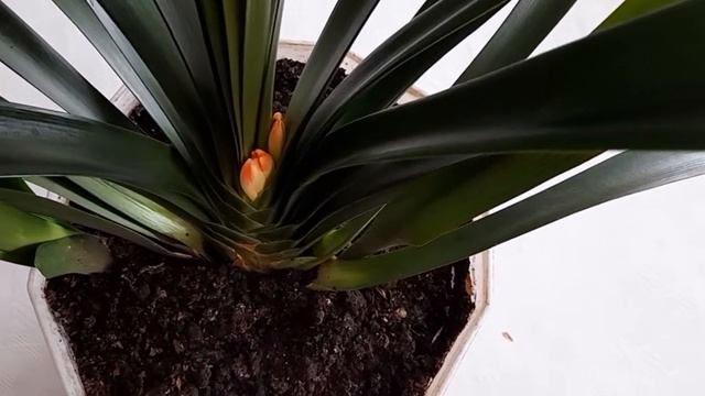 #кливия #кафрскаялилия / Кливия. Цветение после пересадки. смотреть онлайн