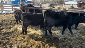 Откорм и содержание бычков Абердинов + Калмыцкая порода