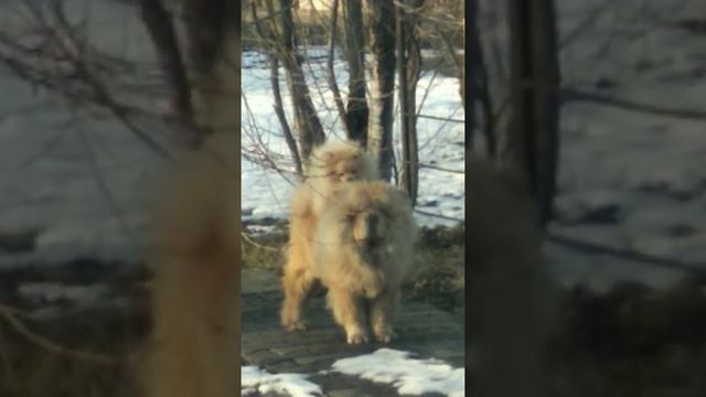 Настоящая дружба чау чау и шпица ( любовь без границ) смотреть онлайн