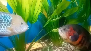 ?сумасшедший бой цихлид? акара бирюзовая&астронотуса?