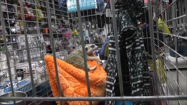 Сурикат смотреть онлайн