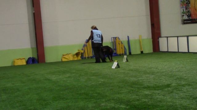 Ротвейлер ОЛЬБУРД ТИБО Васильцова Валерия ралли обиденс РО1 2 трасса 24.02.18 смотреть онлайн