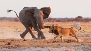 История о львах которые напали на могучего слона!