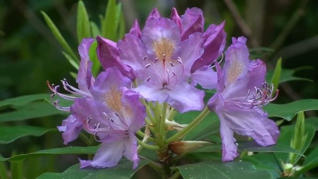 Azalea, Rhododendron, HD 1080p смотреть онлайн