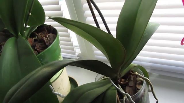 Обзор Моих Орхидей. Часть 1. смотреть онлайн