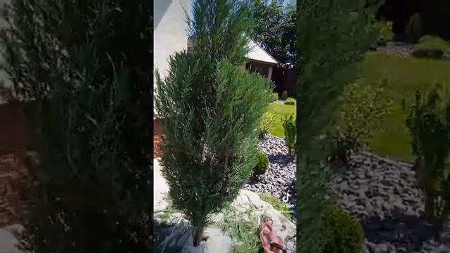 стрижка туй. чаши из Блю Эрроу. смотреть онлайн