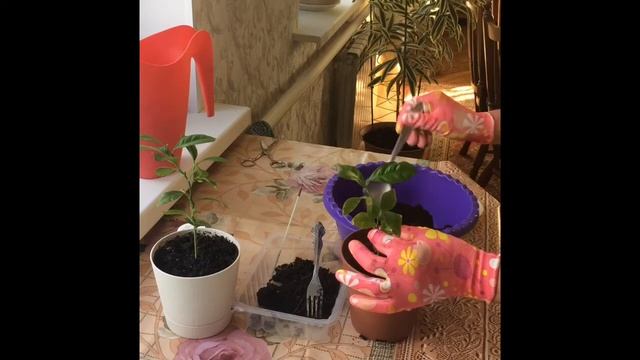 ЛИМОННОЕ ДЕРЕВО ИЗ КОСТОЧКИ. ПРОРАЩИВАНИЕ И ПЕРЕСАДКА смотреть онлайн